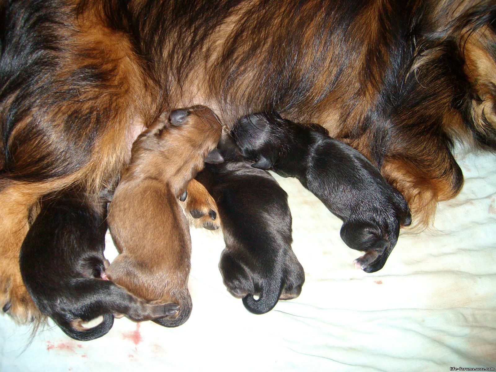 Tucu and her puppies